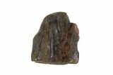 Triceratops Shed Tooth - Montana #93092-1